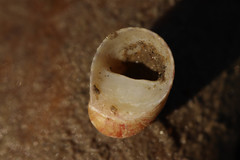 Theodoxus fluviatilis