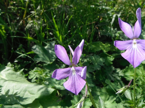 Viola cornuta iNat (2)