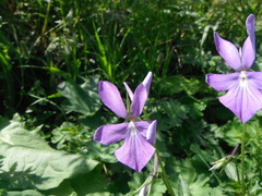 Viola cornuta