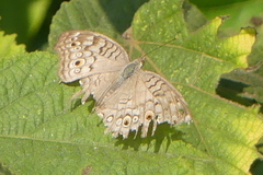 Junonia atlites