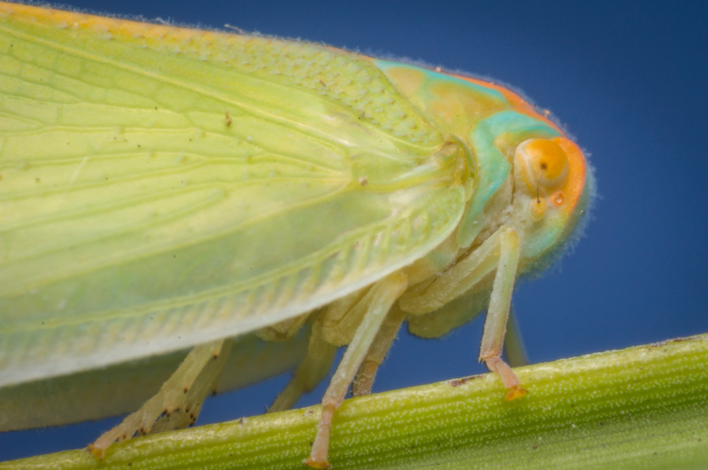 Palm Flatid Planthopper