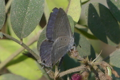 Catochrysops strabo