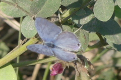 Catochrysops strabo