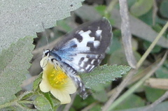 Castalius rosimon