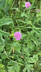 Trifolium pratense