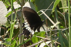 Papilio polytes