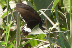 Papilio polytes