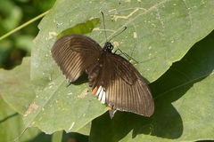 Papilio polytes