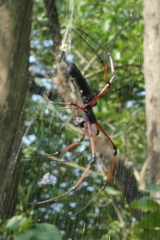 Nephila kuhli