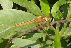 Crocothemis servilia