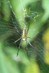 Nephila pilipes