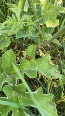 Coccinella septempunctata