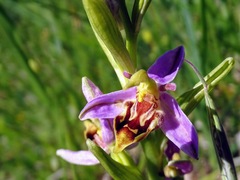 Ophrys apifera curviflora
