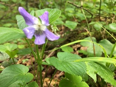 Micropterix aureatella