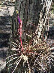 Tillandsia × floridana