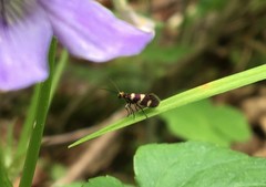 Micropterix aureatella