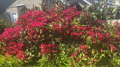 Bougainvillea