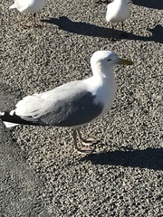 Larus argentatus