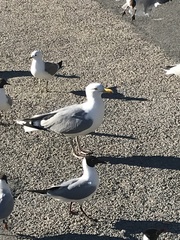 Larus argentatus