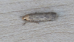 Platyedra subcinerea