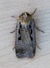 Parabagrotis formalis