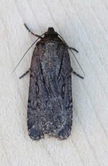 Spaelotis bicava