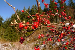 Cotoneaster dielsianus