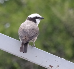 Eurocephalus anguitimens