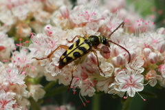 Strophiona tigrina
