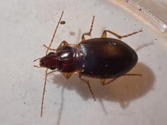 Calathus ruficollis