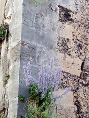 Petromarula pinnata