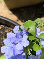 Disonycha admirabila