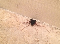 Paraphrynus carolynae