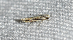 Melanocinclis lineigera