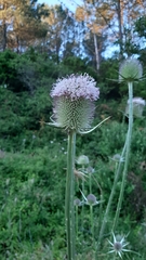 Dipsacus comosus