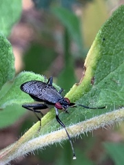 Coremacera marginata