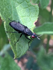 Coremacera marginata