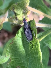 Coremacera marginata