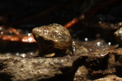 Bithynia tentaculata