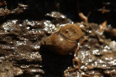 Bithynia tentaculata