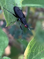Coremacera marginata