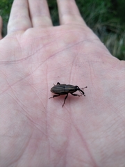Sphenophorus costipennis