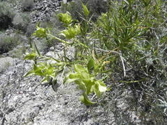 Hecastocleis shockleyi