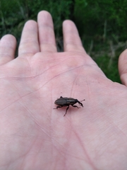 Sphenophorus costipennis
