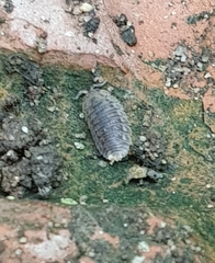 Agabiformius lentus