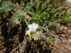 Astragalus parryi