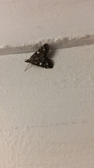 Udea olivalis