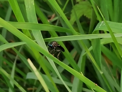 Dioctria atricapilla