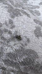 Otiorhynchus sulcatus