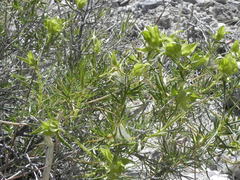 Hecastocleis shockleyi